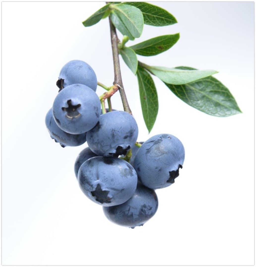 Blueberries